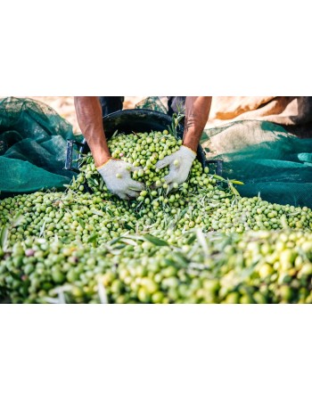 Ελαιόπανο - Ελαιόδιχτο  Market Olive Net 5x10m 95gr_m² 