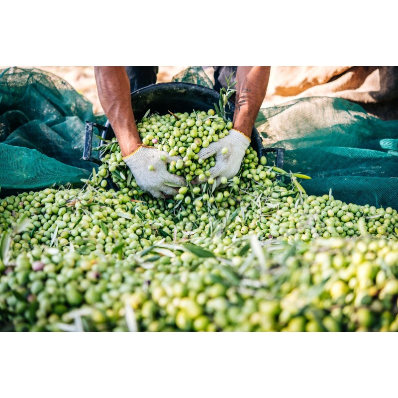Ελαιόπανο - Ελαιόδιχτο Market Olive Net 6x12m 80gr_m² 3070-6-12 Ελαιόπανο - Ελαιόδιχτο Market Olive Net 6x12m 80gr_m² 3070-6-12
