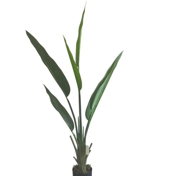 Τεχνητό Φυτό Εξωτερικού Χώρου Strelitzia με ύψος 120cm